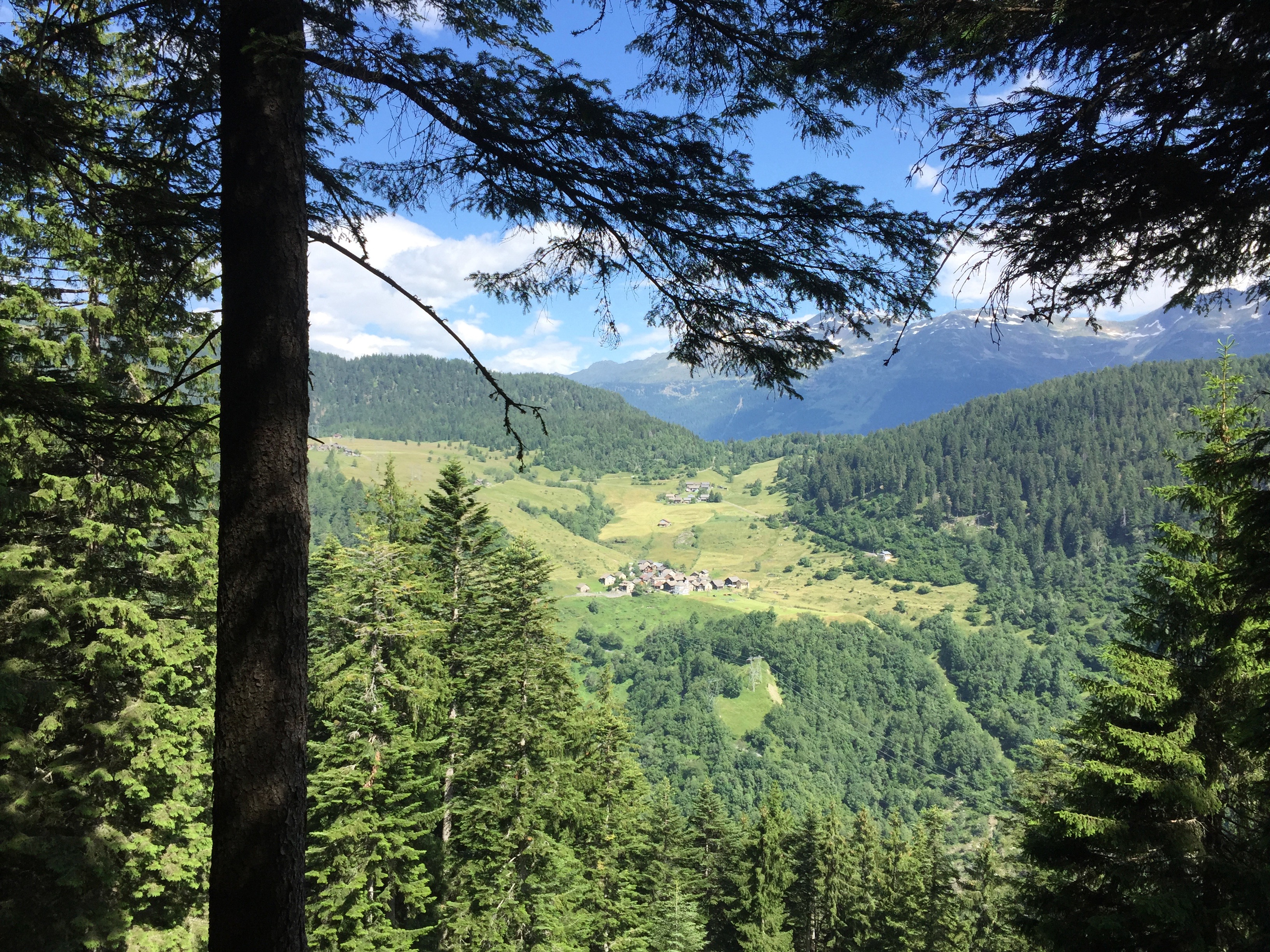 Gribbio valley view through trees